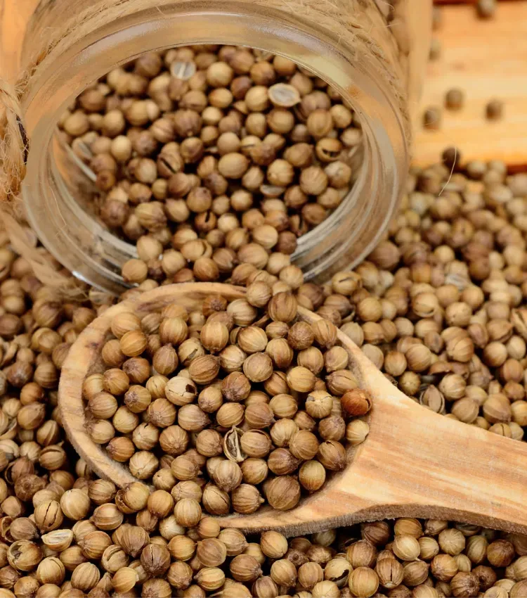 CorianderSeedsDhania